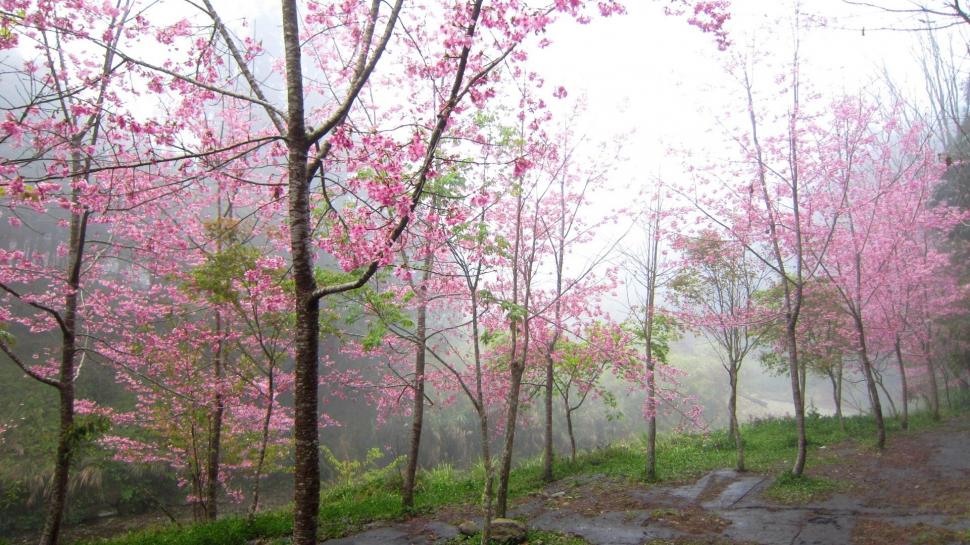 Foggy Pink Forest wallpaper,foggy HD wallpaper,cherry blossoms HD wallpaper,beautiful HD wallpaper,pink HD wallpaper,forest HD wallpaper,colorful HD wallpaper,nature & landscapes HD wallpaper,1920x1080 wallpaper
