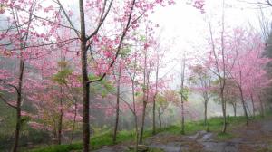 Foggy Pink Forest wallpaper thumb