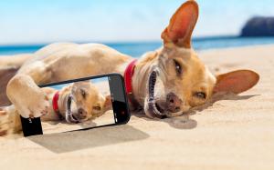 Chihuahua lying on the sand wallpaper thumb