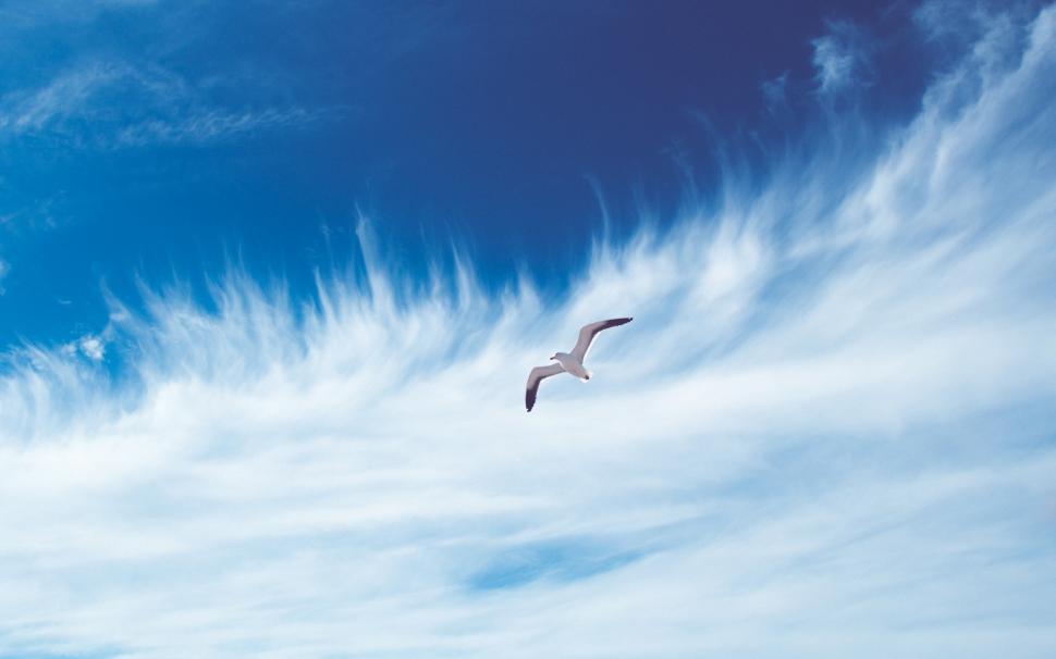 Sky, bird, flying, free, clouds, seagull wallpaper,sky HD wallpaper,bird HD wallpaper,flying HD wallpaper,free HD wallpaper,clouds HD wallpaper,seagull HD wallpaper,2880x1800 wallpaper