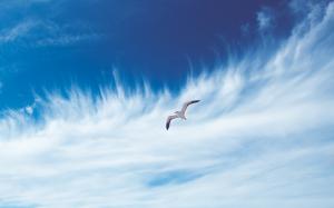 sky, bird, flying, free, clouds, seagull wallpaper thumb