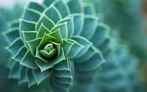 Green Macro Plant  For Desktop wallpaper thumb
