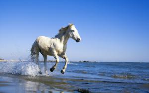 White Horse Running On The Beach wallpaper thumb