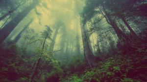 Misty forest wallpaper thumb