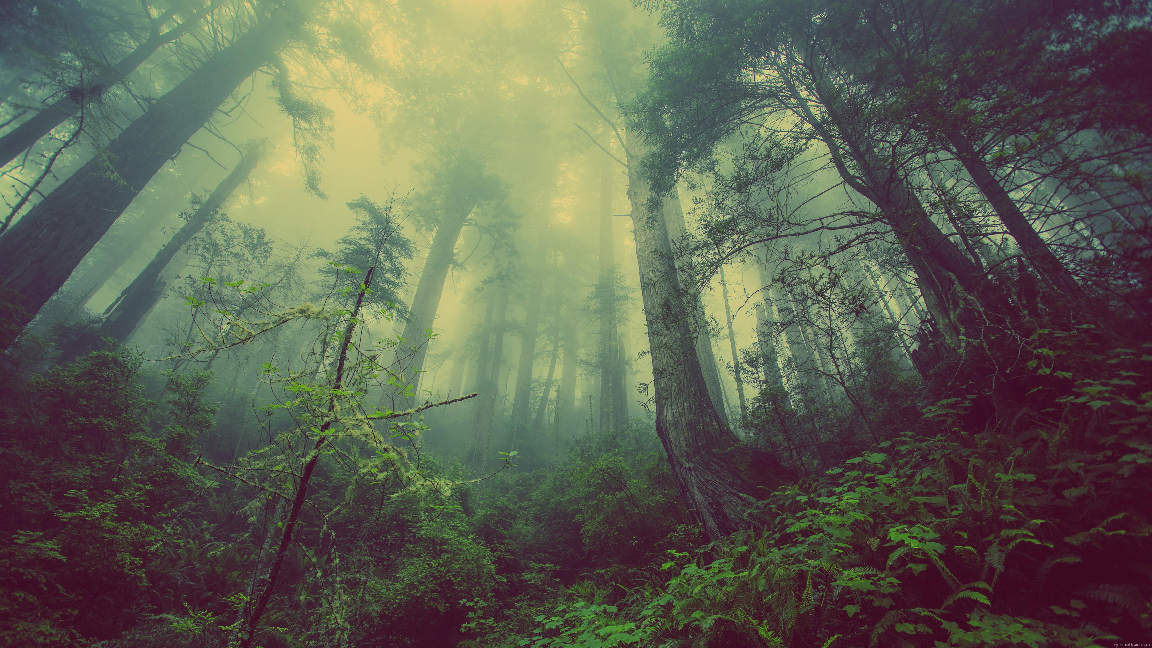 Misty forest wallpaper | nature and landscape | Wallpaper Better