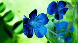 blue flowers wallpaper 1920×1080 wallpaper thumb
