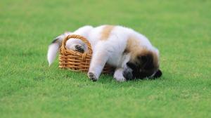 Puppy basket grass wallpaper thumb