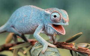 Chameleon's eyes wallpaper thumb