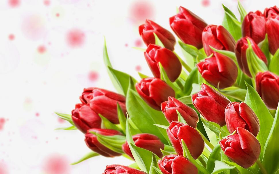 A bouquet of red tulips, white background wallpaper,Bouquet HD wallpaper,Red HD wallpaper,Tulips HD wallpaper,White HD wallpaper,Background HD wallpaper,1920x1200 wallpaper