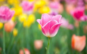 Tulips Pink Yellow Spring wallpaper thumb