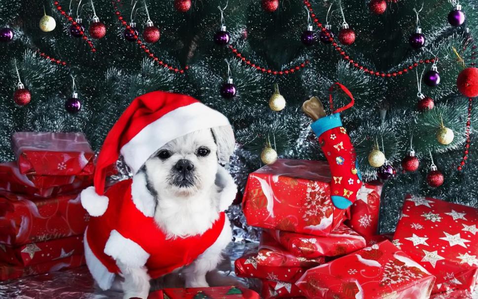 Dog, new year, gifts, christmas tree, ornaments wallpaper,new year wallpaper,gifts wallpaper,christmas tree wallpaper,ornaments wallpaper,1680x1050 wallpaper