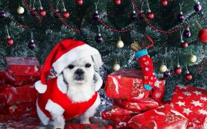 dog, new year, gifts, christmas tree, ornaments wallpaper thumb