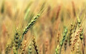 Wheat fields, green, blur wallpaper thumb
