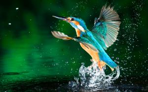 Kingfisher leave lake water wallpaper thumb