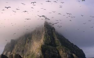 Seagulls flying in the fog wallpaper thumb