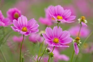 Flowers, pink, Cosmos wallpaper thumb