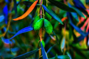 Olives, Tree, Leaves, Branch, Close Up wallpaper thumb