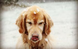 Labrador dog and snowflake wallpaper thumb