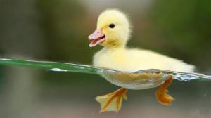 Duckling Swimming in Clear Water wallpaper thumb